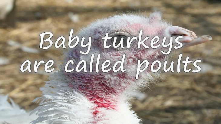 Fun facts all about turkeys for thanksgiving day, Baby turkeys are called poults 