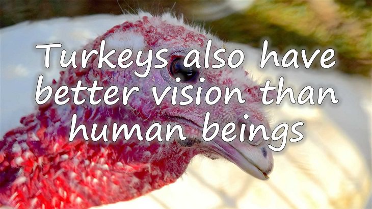 Fun facts all about turkeys for thanksgiving day, Turkeys have better vision than human beings