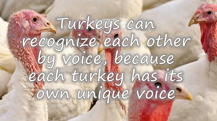 Fun facts all about turkeys for thanksgiving day, Turkeys can recognize each other by voice, because each turkey has its own unique voice