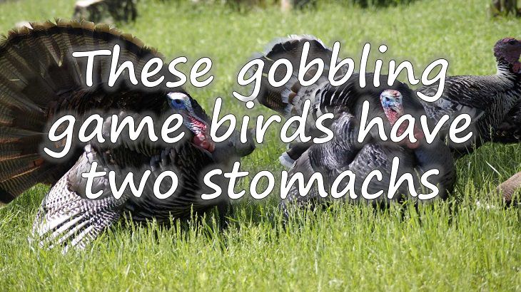 Fun facts all about turkeys for thanksgiving day, Turkeys have two stomachs