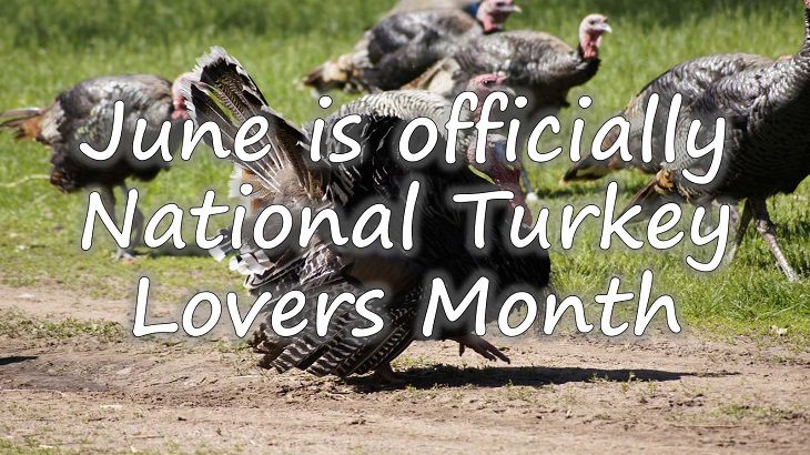 Fun facts all about turkeys for thanksgiving day, June is officially National Turkey Lovers Month 