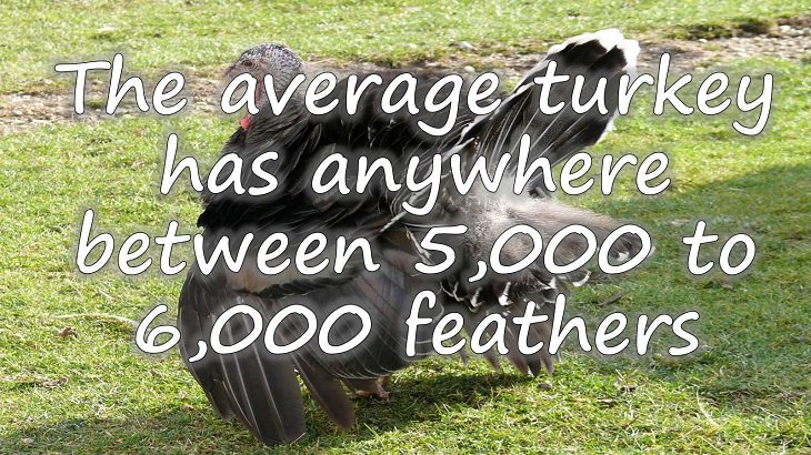 Fun facts all about turkeys for thanksgiving day, The average turkey has anywhere between 5,000 to 6,000 feathers