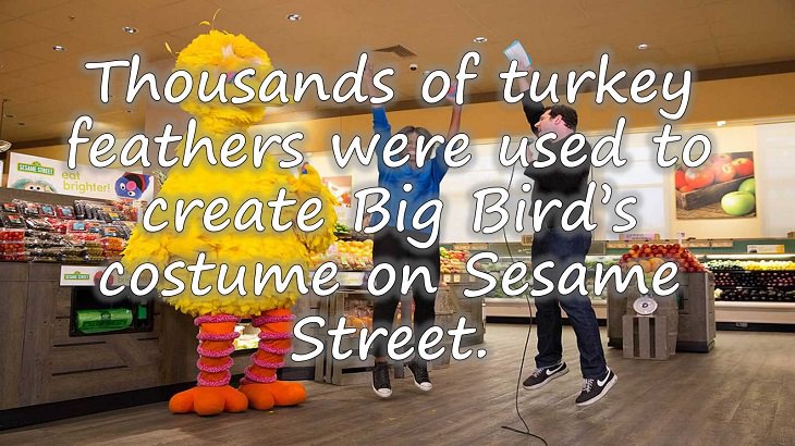 Fun facts all about turkeys for thanksgiving day, thousands of turkey feathers used to create Big Bird’s costume on Sesame Street