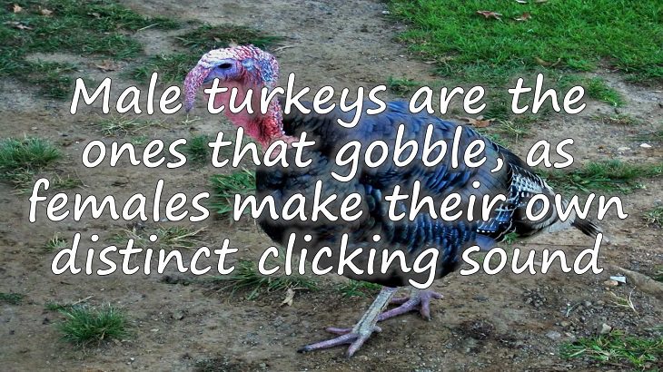 Fun facts all about turkeys for thanksgiving day, Male turkeys are also the only ones that gobble, as the females have their own distinct clicking sound they make