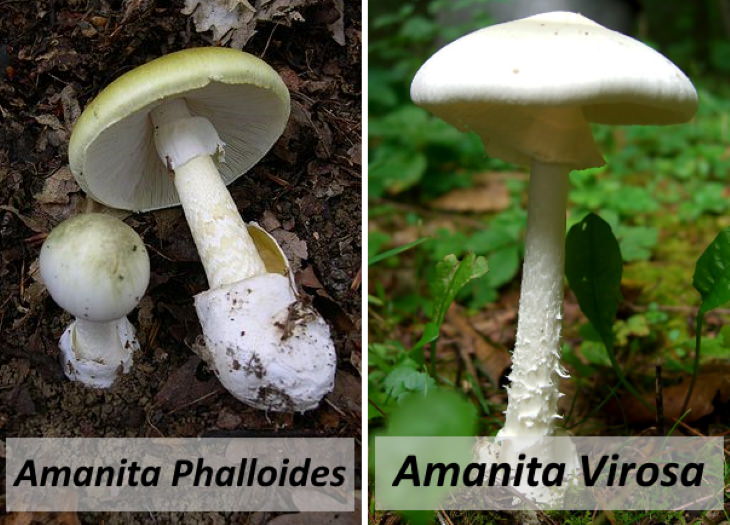 healthy foods that can be toxic Forest Mushrooms in a basket