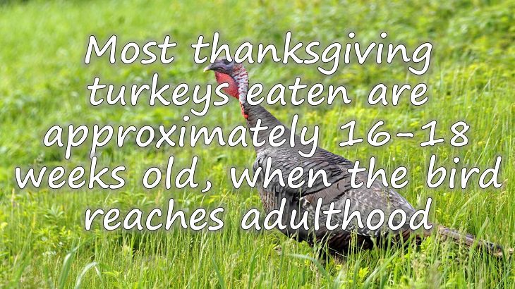 Fun facts all about turkeys for thanksgiving day, Most turkeys eaten on thanksgiving are approximately 16-18 weeks old, which is when the bird reaches adulthood