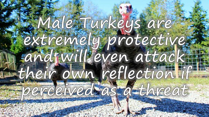 Fun facts all about turkeys for thanksgiving day, Male Turkeys are extremely protective and aggressive, and will even attack their own reflection if they perceive it as a threat