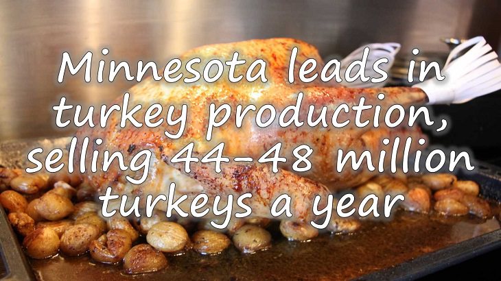Fun facts all about turkeys for thanksgiving day, Minnesota leads the country in turkey production, selling between 44-48 million turkeys a year