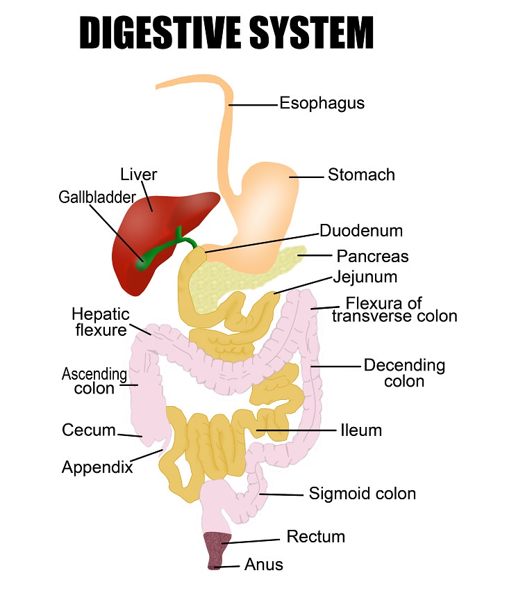 treating the sensation and issue of incomplete bowel movements, illustration of the human digestive tract