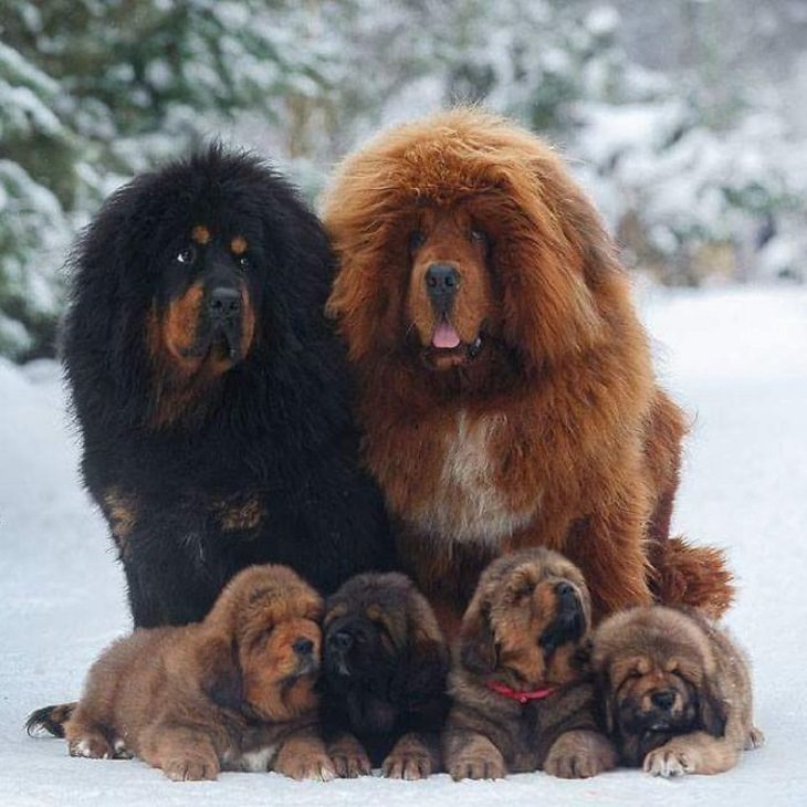 Adorable, cute pictures of Tibetan Mastiffs, family of tibetan mastiffs with parents and four puppies