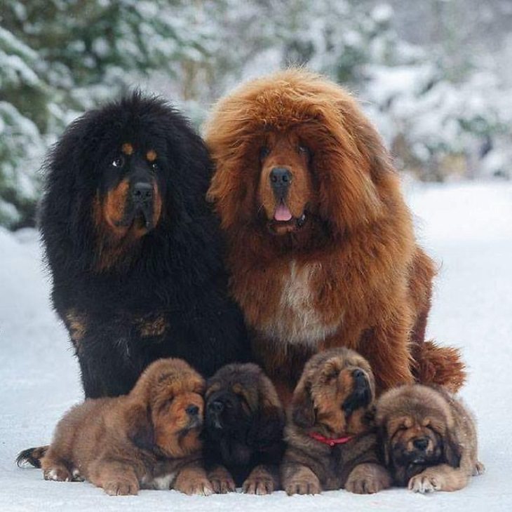 why are tibetan mastiffs so popular