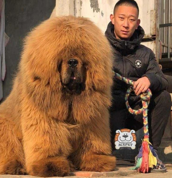 Adorable, cute pictures of Tibetan Mastiffs, tibetan mastiff with his master