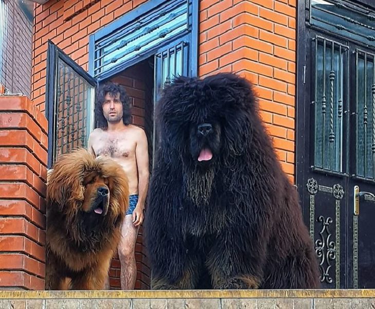 Adorable, cute pictures of Tibetan Mastiffs, man standing on his porch with two tibetan mastiffs, brown and black