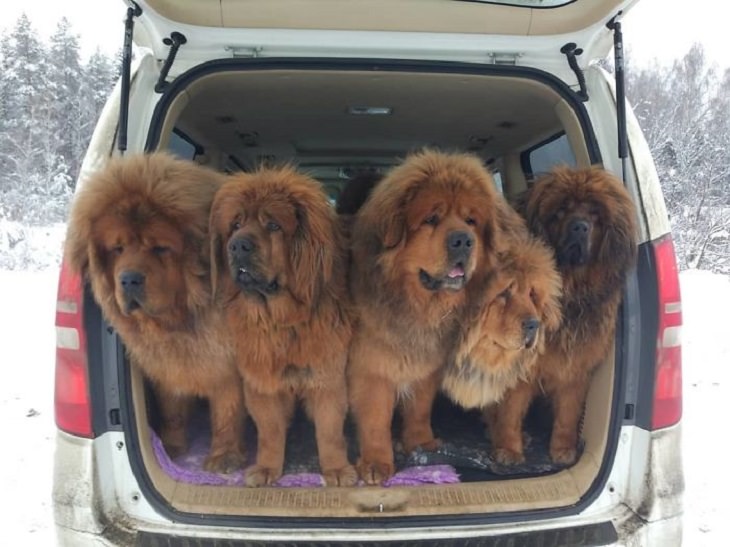 are tibetan mastiffs good for apartment units