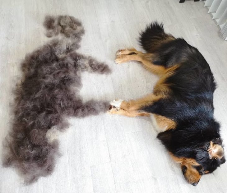 Adorable, cute pictures of Tibetan Mastiffs, tibetan mastiff shedded lying next to a pile of shedded fur shaped like the dog