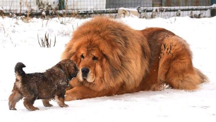 does the tibetan mastiff love children