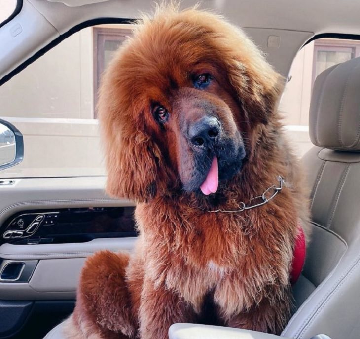 Adorable, cute pictures of Tibetan Mastiffs, tibetan mastiff sitting in the front seat of a car with tongue sticking out