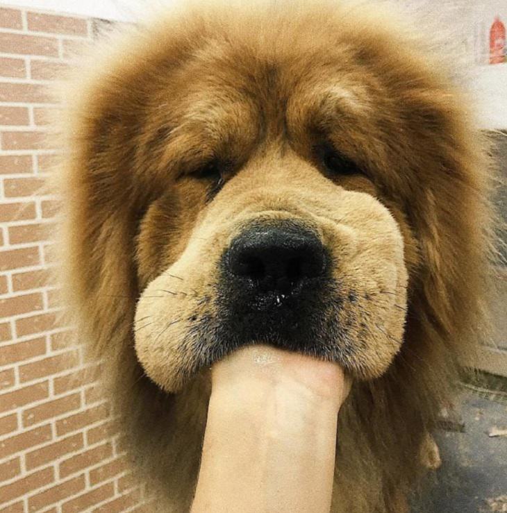 Adorable, cute pictures of Tibetan Mastiffs, tibetan mastiff with owners hand inside its mouth