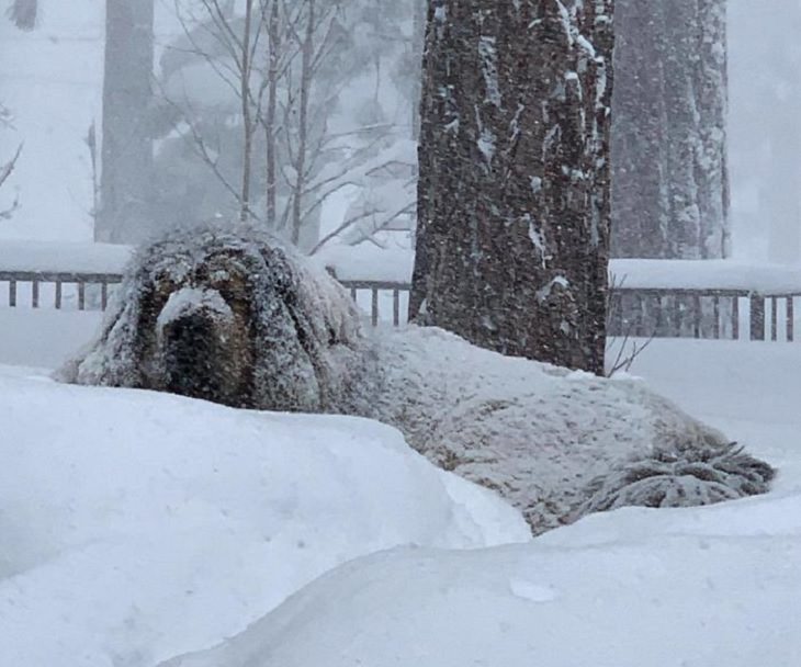 Adorable, cute pictures of Tibetan Mastiffs, tibetan mastiff buried under the snow