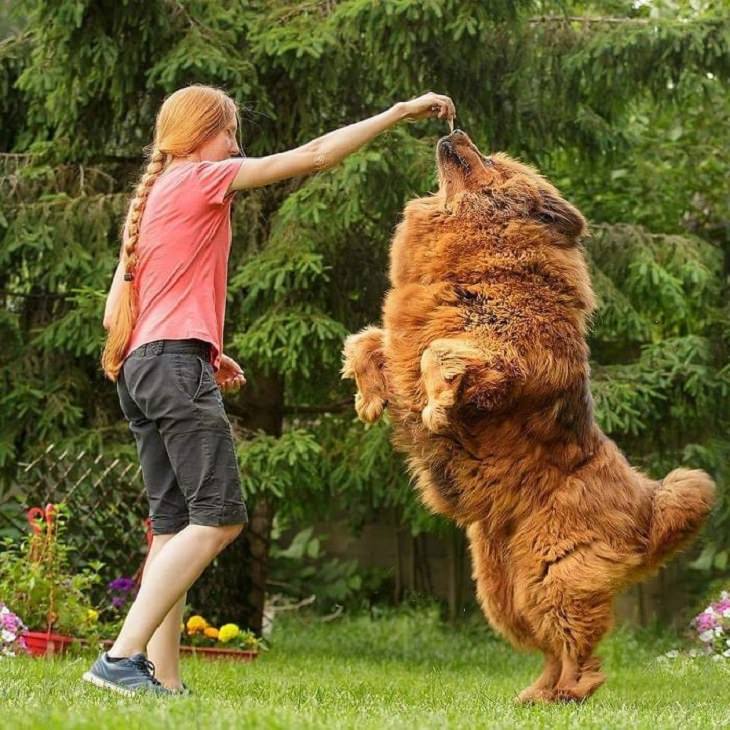 Adorable, cute pictures of Tibetan Mastiffs, young girl playing with large tibetan mastiff on its hind legs