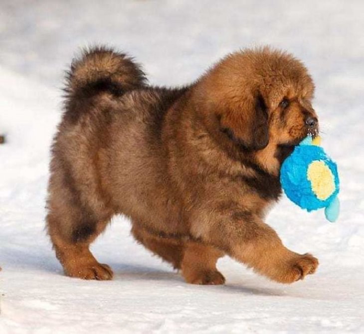Adorable, cute pictures of Tibetan Mastiffs, tibetan mastiff puppy holding toy and walking in the snow