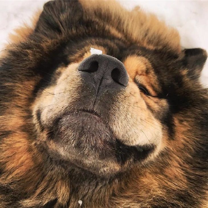 Adorable, cute pictures of Tibetan Mastiffs, happy smiling close-up  tibetan mastiff