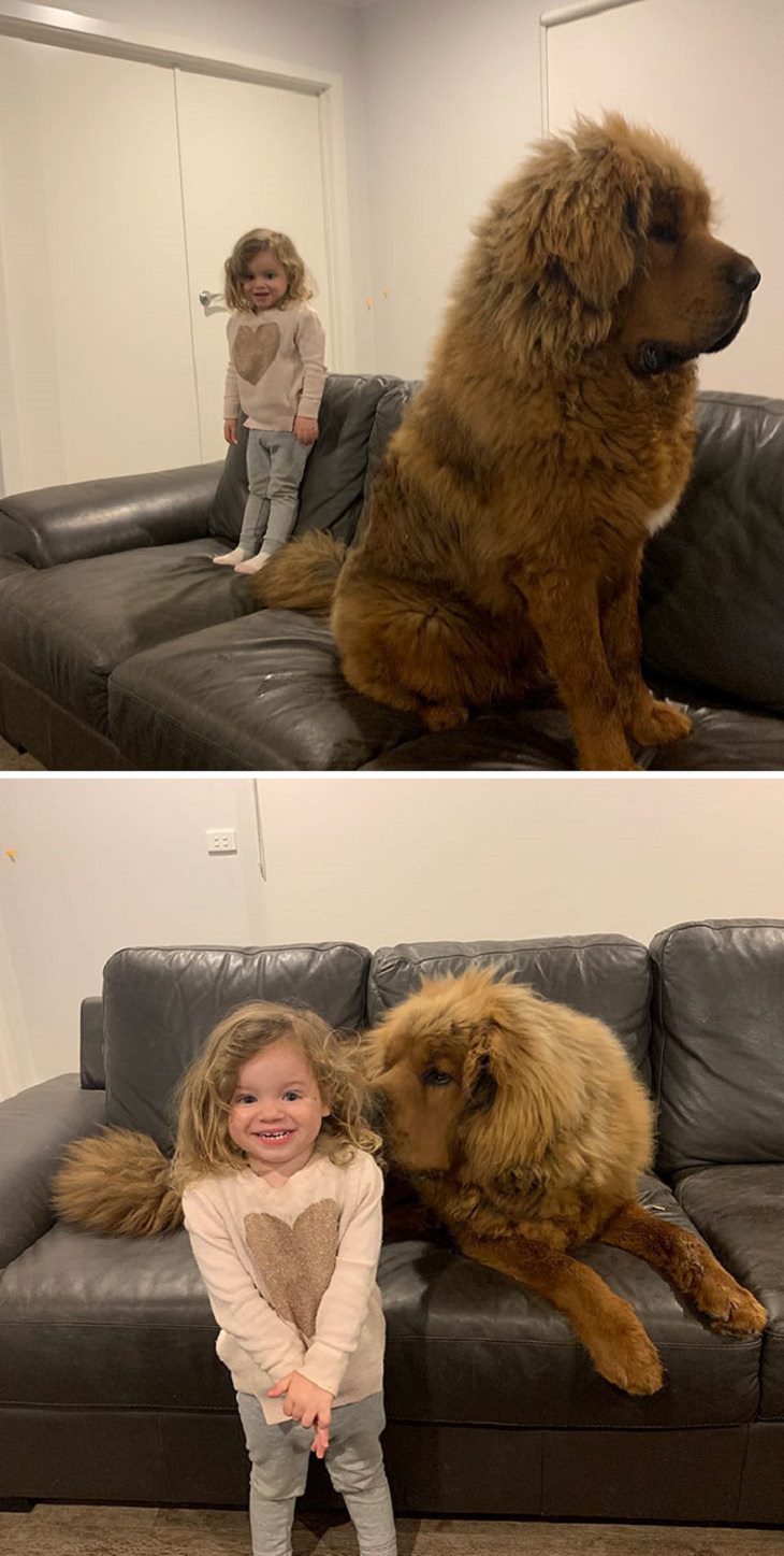 does the tibetan mastiff love children