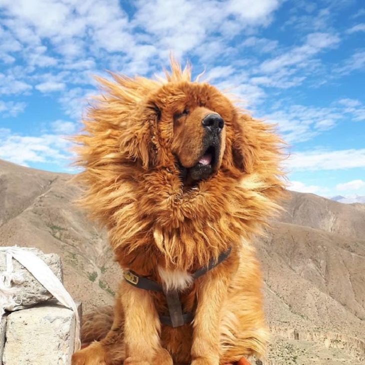 Adorable, cute pictures of Tibetan Mastiffs, tibetan mastiff on a cliff with messy mane