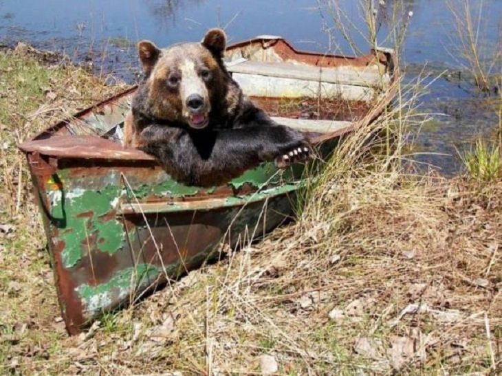 funny and odd pictures of animals and their antics, bear in a broken down fishing boat next to a river or pond