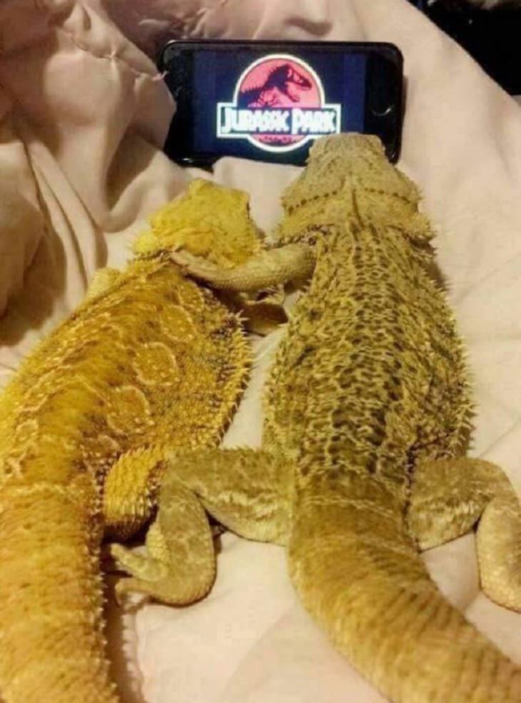 funny and odd pictures of animals and their antics, two lizards watching jurassic park on phone