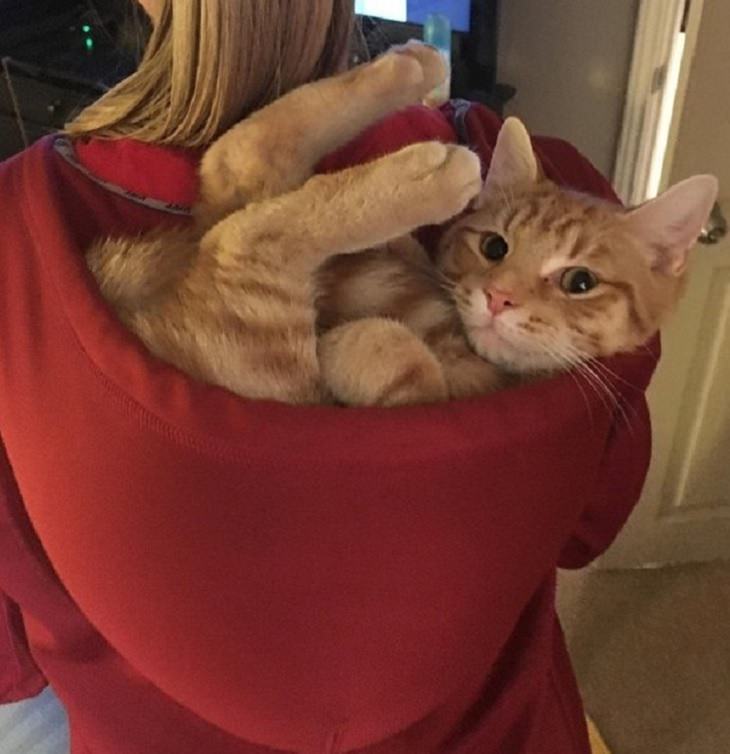 funny and odd pictures of animals and their antics, cat in woman's sweatshirt hood