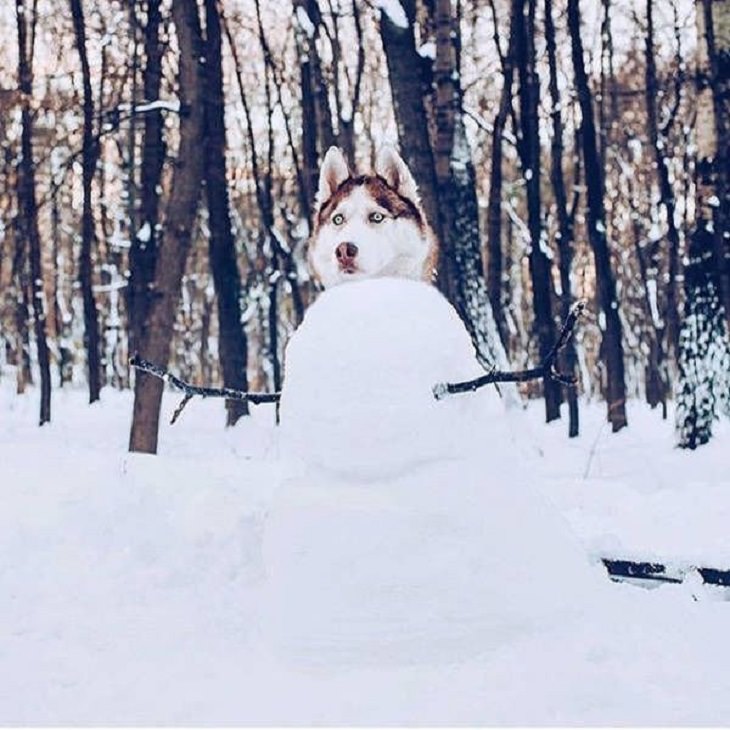 funny and odd pictures of animals and their antics, body of a snowman with the head of a real dog