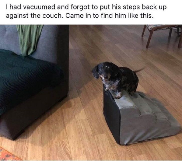 funny and odd pictures of animals and their antics, dog on small steps a few feet from the sofa