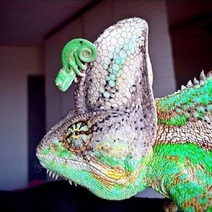 funny and odd pictures of animals and their antics, lizard with smaller lizard on its forehead
