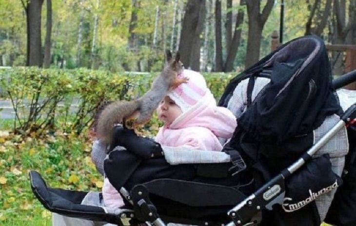 funny and odd pictures of animals and their antics, squirrel climbing on a babies head