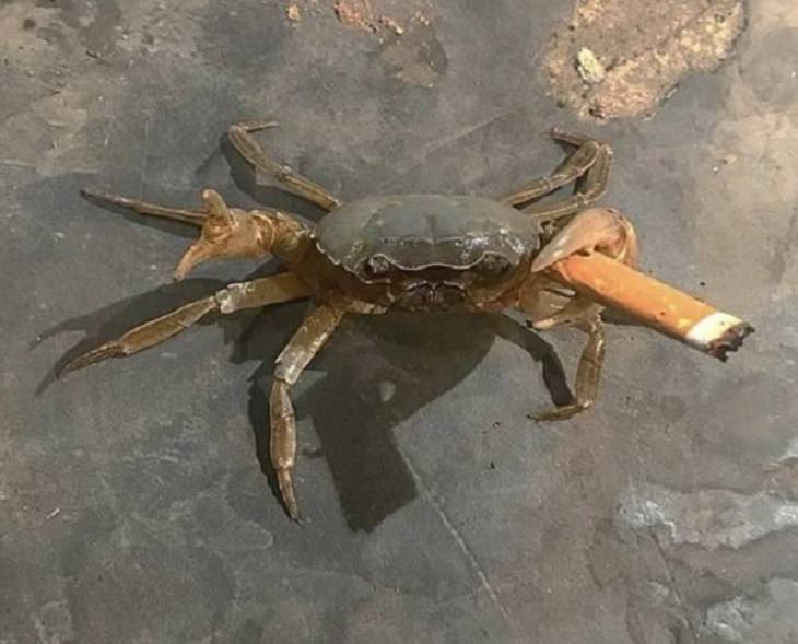 funny and odd pictures of animals and their antics, crab holding a cigarette butt