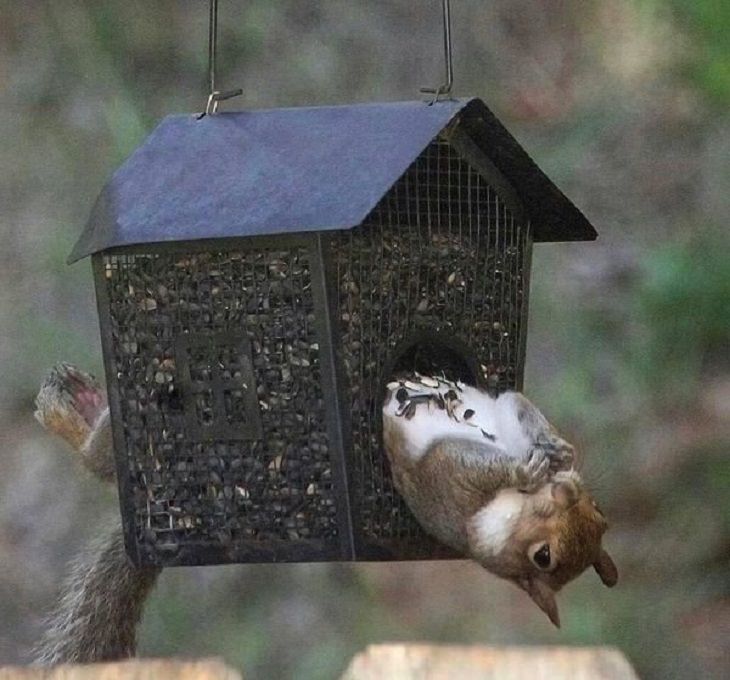 funny and odd pictures of animals and their antics, squirrel in bird house