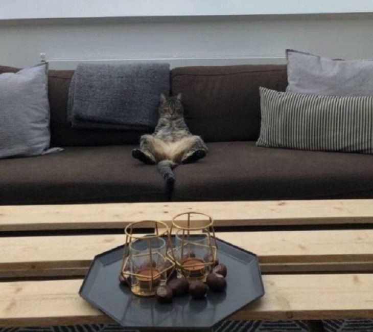 funny and odd pictures of animals and their antics, cat sitting belly up on sofa with plate of drinks in front of him