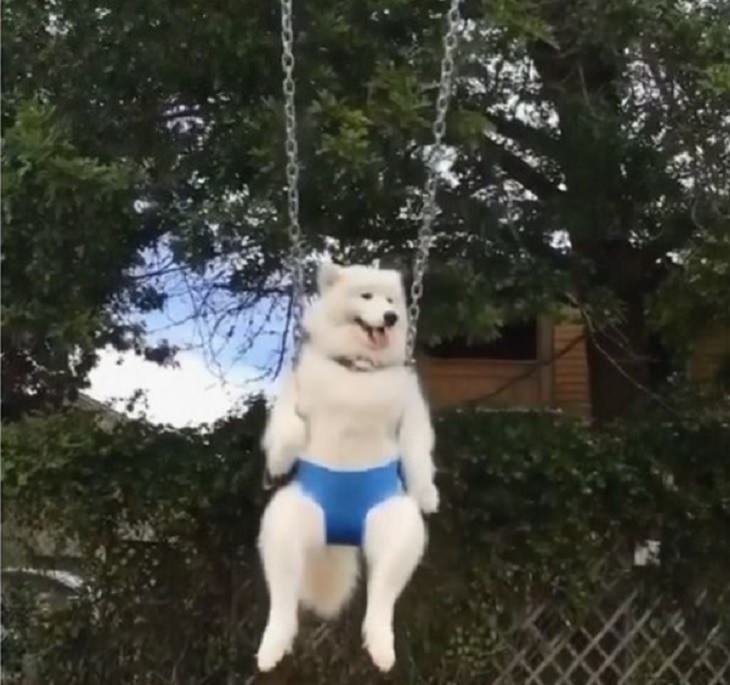 funny and odd pictures of animals and their antics, white dog in a blue seat swing