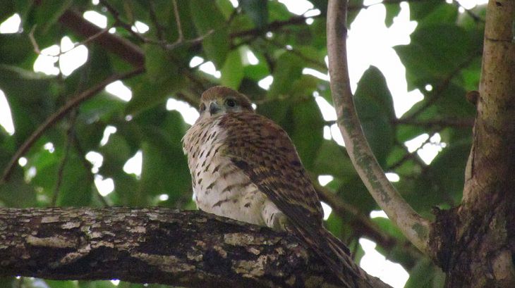 Photographs from the Islands of Mauritus, The Mauritius Kestrel 