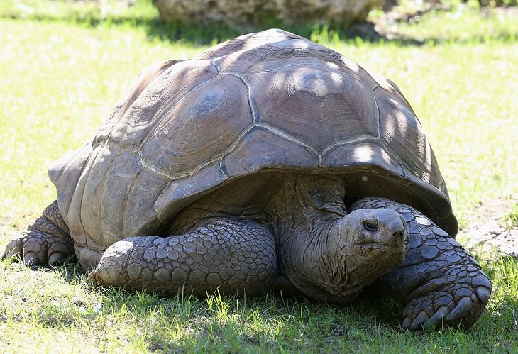 Photographs from the Islands of Mauritus, Seychelles Aldabra giant tortoise, several of which were relocated to the Pamplemousses gardens and indigenous forests of Mauritius