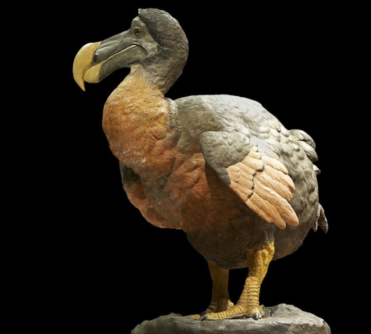 Photographs from the Islands of Mauritus, the dodo bird of mauritius