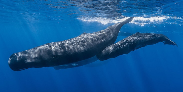 Photographs from the Islands of Mauritus, Sperm Whales off the coast of Mauritius