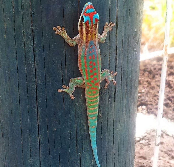 Photographs from the Islands of Mauritus, Mauritius Ornate Day Gecko