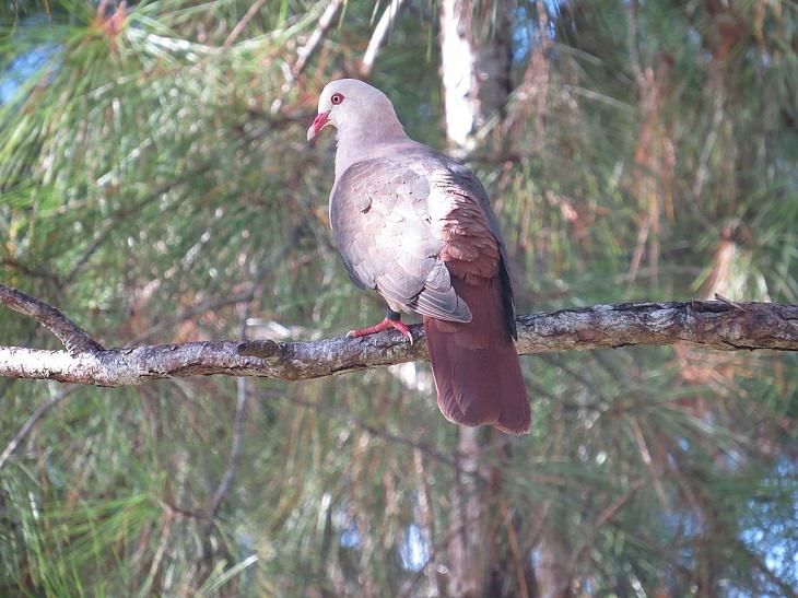 Photographs from the Islands of Mauritus, Mauritius Pink Pigeon