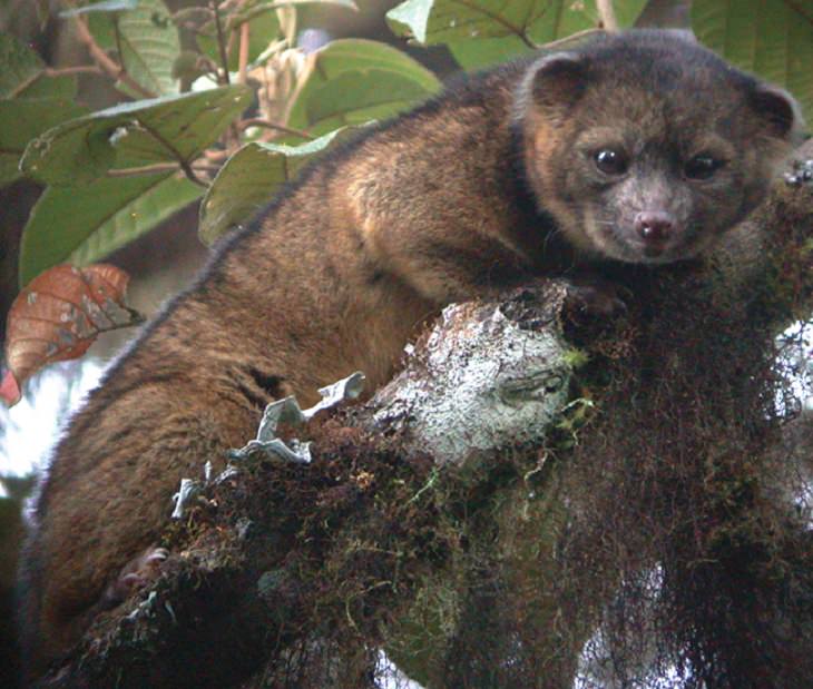 Animal Species Discovered in 2010's Olinguito