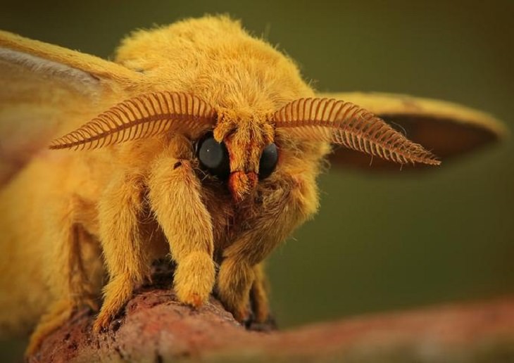 Strange, odd and weird looking animals, Venezuelan Poodle Moth