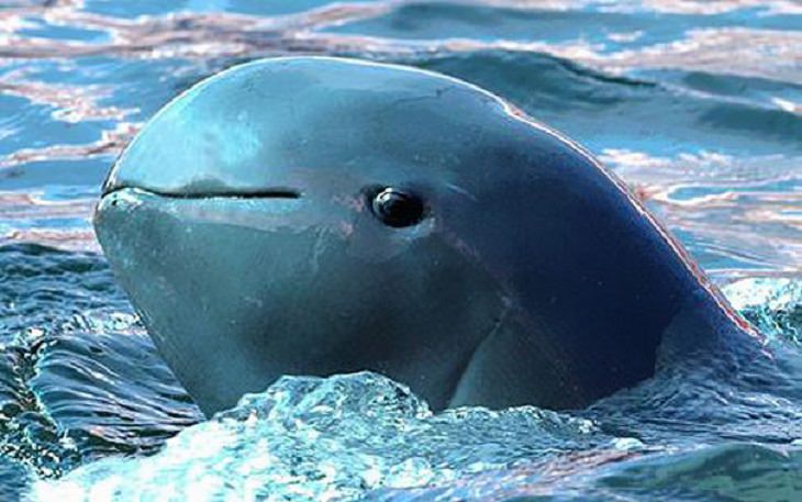 Strange, odd and weird looking animals, irrawaddy dolphin 