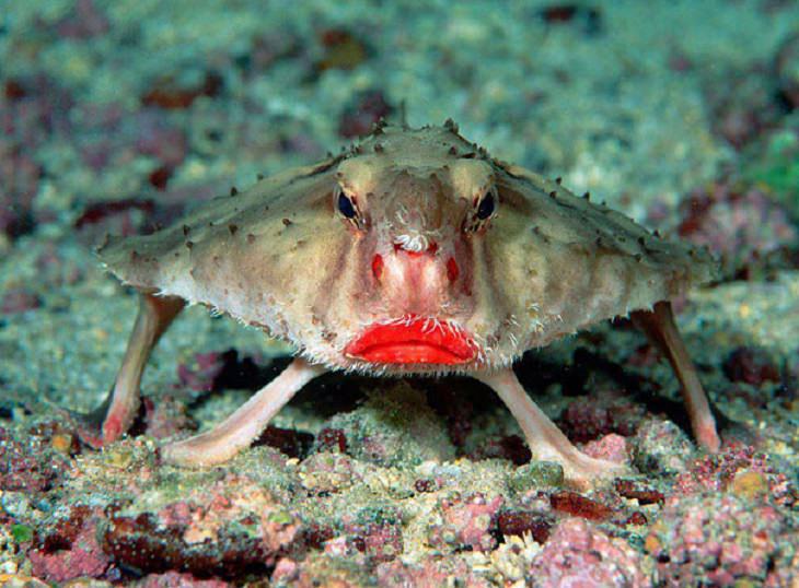 Strange, odd and weird looking animals, Red-Lipped Batfish