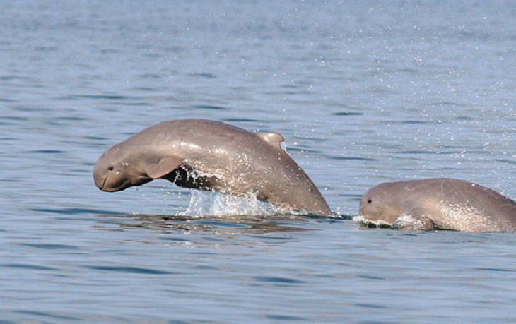 Strange, odd and weird looking animals, irrawaddy dolphin